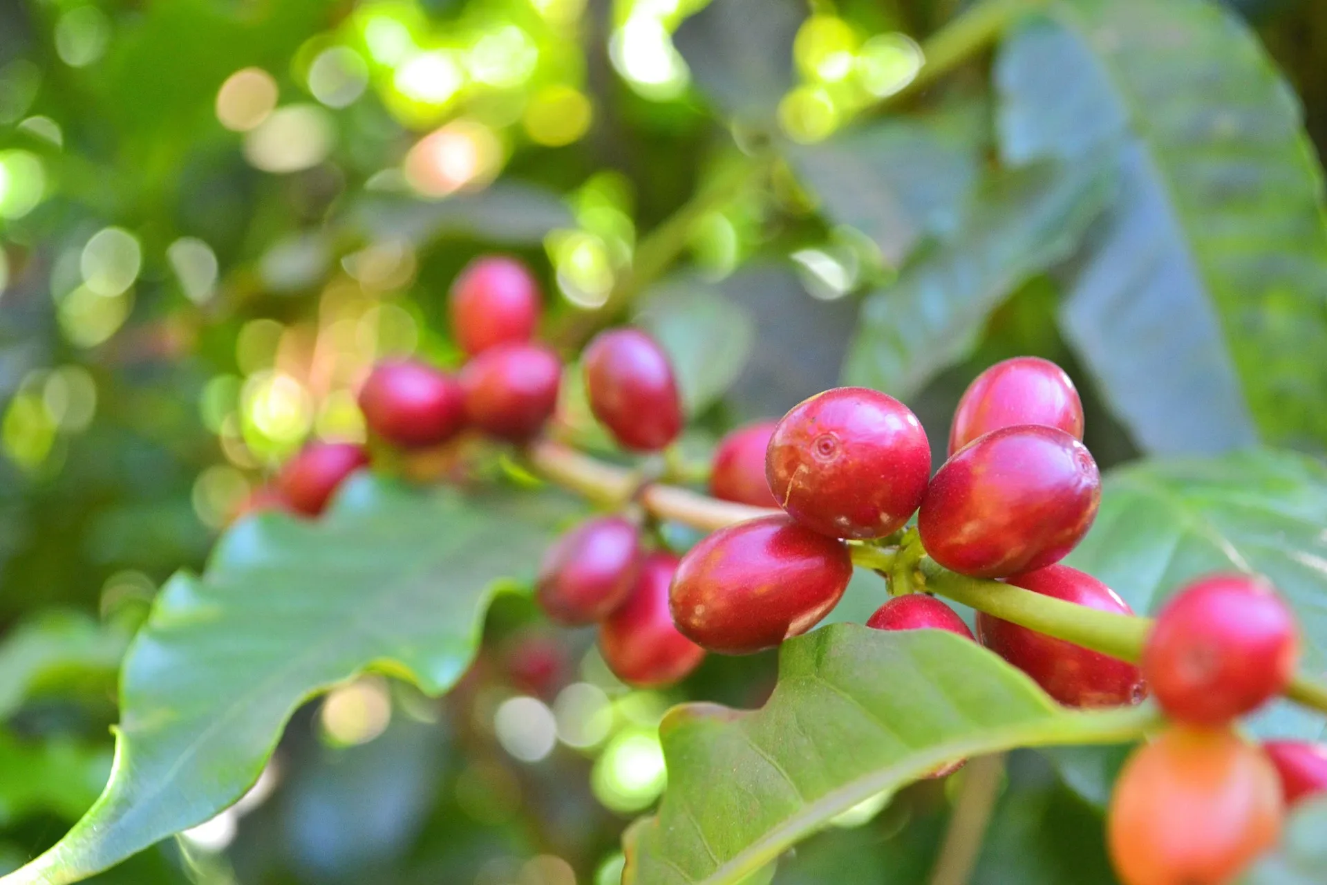 Sunset Coffee Uganda